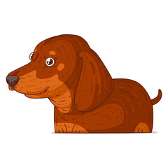 Wall Mural - A Dachshund, isolated vector illustration. Funny cartoon picture of a dog looking at something with interest. Funny hound sticker. Simple drawing of a friendly dog on white background. A pet. A puppy.