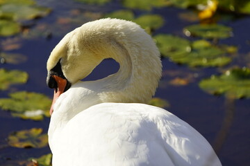 Wall Mural - Mute swan (Cygnus olor) Anatidae family. Hanover, Germany.