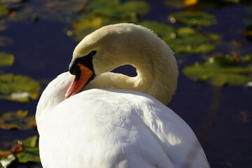 Wall Mural - Mute swan (Cygnus olor) Anatidae family. Hanover, Germany.