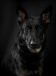 Portrait of a dog, German Shepherd