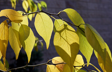 Wall Mural - yellow autumn leaves of a tree