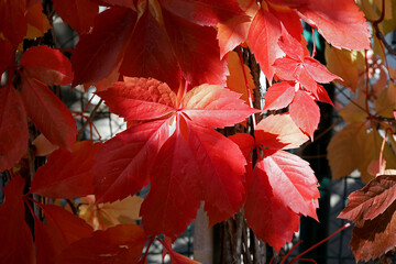 Wall Mural - red autumn leaves of a plant