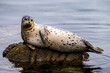 Closeup of a harbor seal basking in the early morning fog on a rock in the Monterey, California harbor.