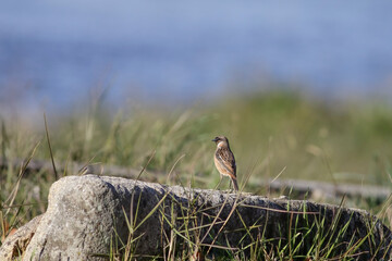 Small bird perched on a rock