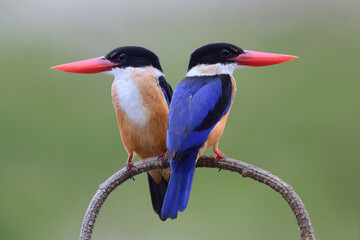 blue birds perching together on nice curve branch expose over green background in nature, birds in mating season