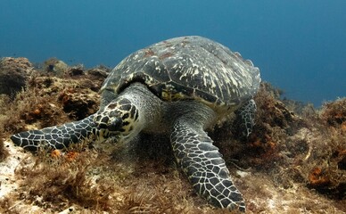 Wall Mural - Hawksbill sea turtle underwater