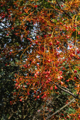 tree, plant, leaf and flower in spring in Brumadinho city, Minas Gerais State, Brazil