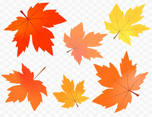 Wall Mural - autumn foliage vector. on isolated transparent background. abstract wallpaper design with maple leav