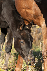 Wall Mural - portrait of black colt posing   sunny autumn day . farm life