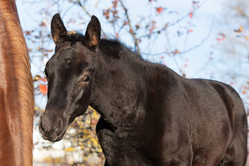 Wall Mural - portrait of black colt posing   sunny autumn day . farm life