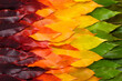 Colorful autumn leaf gradient transition from green to vibrant yellow and red leaves, fall foliage texture background top view
