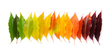 Colorful Autumn Leaf Rainbow Gradient Transition From Green To Yellow And Red Leaves In A Row, Fall Foliage Isolated On White Background Top View Flat Lay