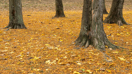 Wall Mural - autumn leaves under a tree