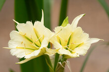 Beautiful Close Up Of Two Yellow Flowers Of Peruvian Daffodil.