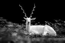 White Addax Antelope Or White Deer With Spiral Horn.