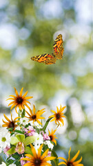 Wall Mural - Beautiful orange flowers in the garden on a green blurred background. Beautiful butterfly over orange flowers.