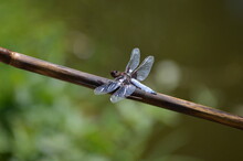 A Large Blue Dragonfly On A Plant