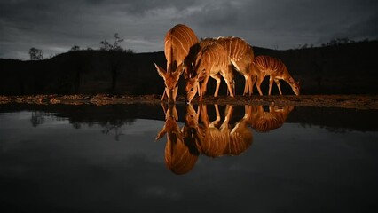 Wall Mural - Herd of nyala visiting a water hole in late evening in South Africa