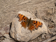 Comma Butterfly Resting On A Stone