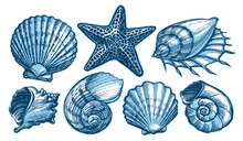 Sea Shells And Starfish Set. Marine Concept. Underwater Nature Aquatic, Undersea World Collection Vector Illustration