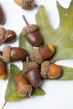 Acorns On White With Leaf 2