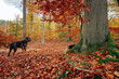 Czarny pies  w kolorowym jesiennym lesie. Leśny krajobraz w jesiennych pomarańczowo-złotych kolorach.