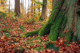Fototapeta  - Kolorowy las jesienią. Krajobraz leśny w jesiennych pomarańczowo złotych barwach. 