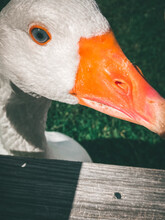 Curious Goose