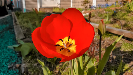 red and yellow tulips