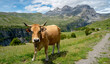 Cow staring close in impressive landscape
