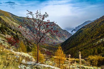 Wall Mural - Autunno in Valle Stura: tripudio di colori, vette, laghi, cascate e flora alpina