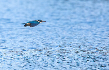 Wall Mural - sacred kingfisher, todiramphus sanctus