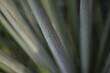 Yucca filamentosa green leaves blue yucca filamentous diagonally close-up, yucca filamentous, leaves of yucca filamentous, green background from leaves, gradient perennial evergreen plant	
