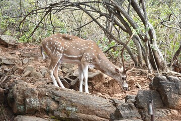 Canvas Print - Closeup shot of a deer in its natural habitat