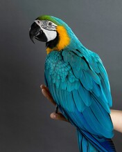 Vertical Shot Of A Macaw On A Perch Stand In Front Of A Gray Wall