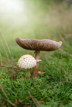 Macrolepiota Procera - Parasol Mushroom Growing In The Forest. Mushroom Picking