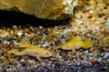 Wall Mural - African clawed frog rest on gravel bottom, phlegmatic freshwater domesticated aquatic amphibian, easy to keep dangerous invasive species, low light mood design, blurred background, pet shop sale