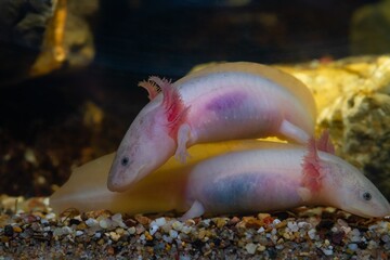 Wall Mural - pair of axolotl salamander on gravel bottom, active freshwater domesticated amphibian, endemic of Valley of Mexico, tender coldwater species, low light mood, blurred background, pet shop sale