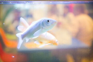 Blue ram, Mikrogeophagus ramirezi in planted aquarium