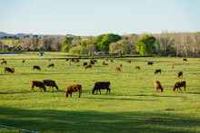 Herd Of Black Cattle And Brown Cows On Green Pasture Over Sunset In A Rural Scenery Farm Area Countryside