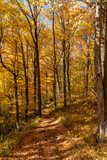 Fototapeta Las - A leaf-covered footpath leads through a yellow Autumn-coloured forest in Rattlesnake Point Conservation Area near Milton, Ontario.