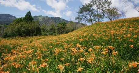 Sticker - Daylily flower field in Taimali Kinchen Mountain in Taitung of Taiwan