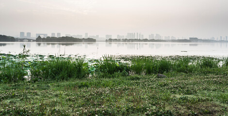 Canvas Print - Green plants in front of city buildings and reflections