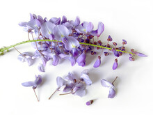 Wisteria Sinensis, Chinese Wisteria Flowers On White Background