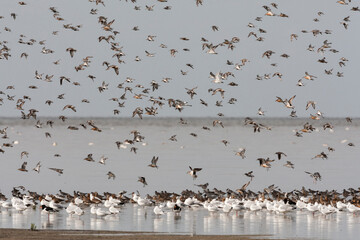 Wall Mural - vogels op waddenzee, birds at wadden sea
