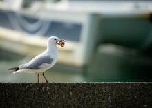 Seagull Holding The Crumb On Its Beak With The Blurred Background