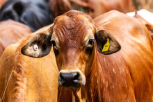 Headshot Closeup Of Cattle.