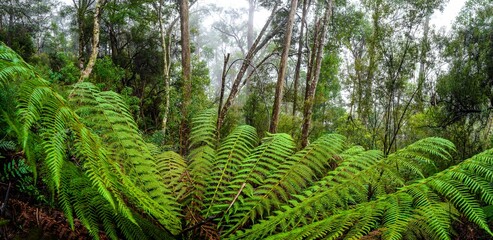 fern in the forest