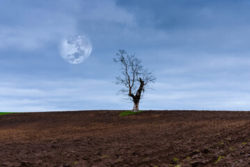 Old and lonely tree in a autumn cloudy landscape with overcast,full moon skies background.Silhouette single dead tree on overcast sky background,copy space.