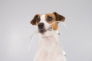 Wall Mural - Jack russell terrier dog holding a type c cable in his teeth on a white background. 